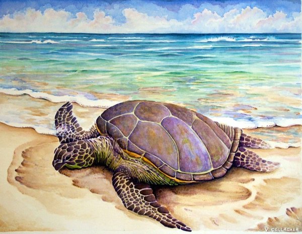 Черепаха арт