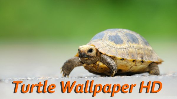 Студия гибли красная черепаха