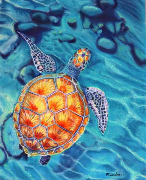 Черепаха Матурин