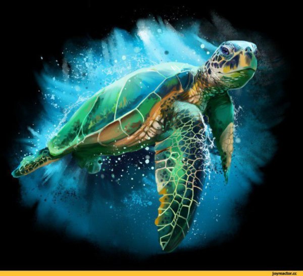 Постер черепаха