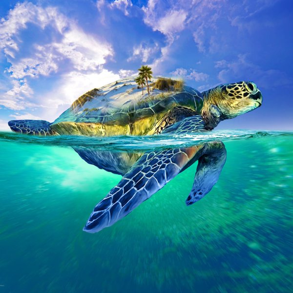 Beware of Angry Turtle