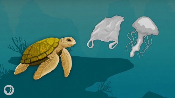 Черепашка иллюстрация