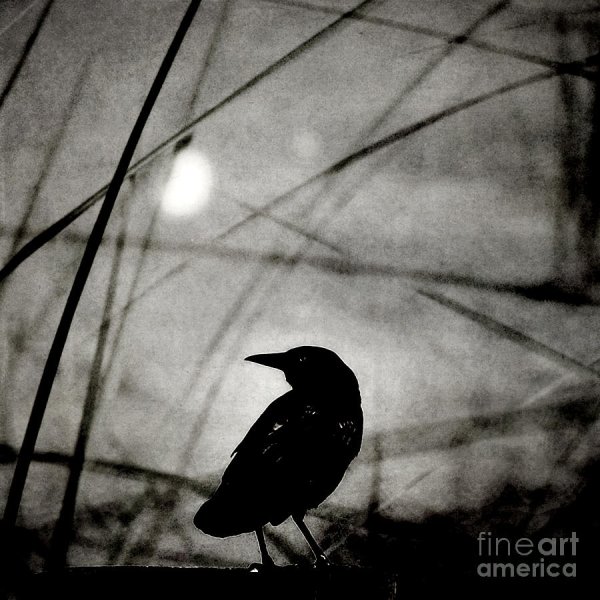 The Beatles Blackbird альбом