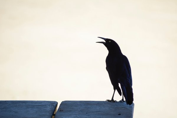 The painted Bird фильм