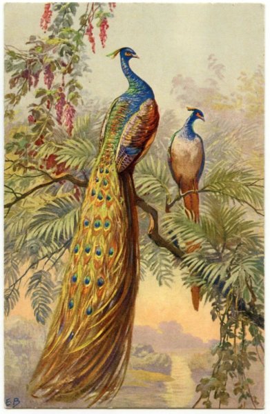 Постер Павлин