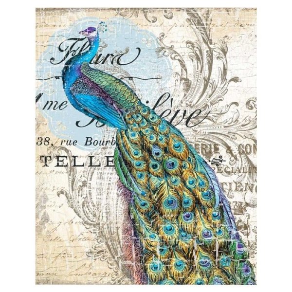 Павлин на белом фоне