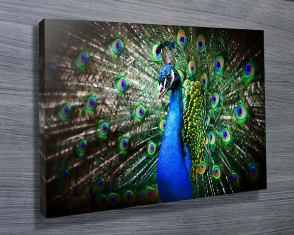 Павлины в живописи голландских художников