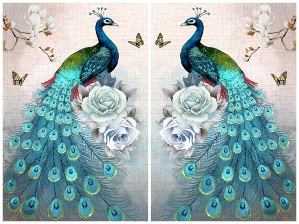 Павлин Жар птицы Павлин