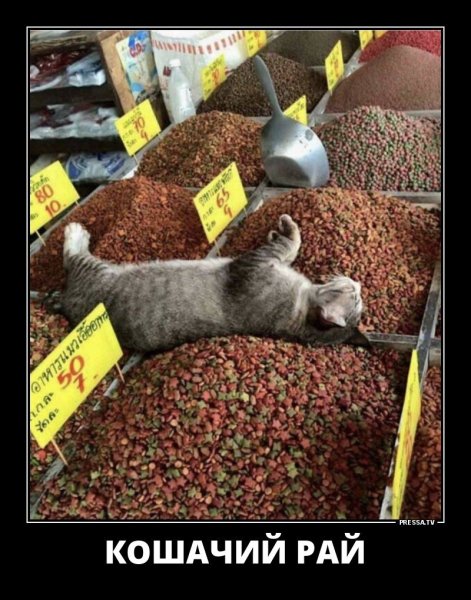 Пьяные коты