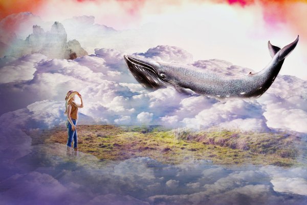 Прогулка с китами