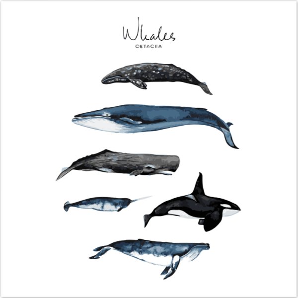 Моби Дик из фильма в сердце моря