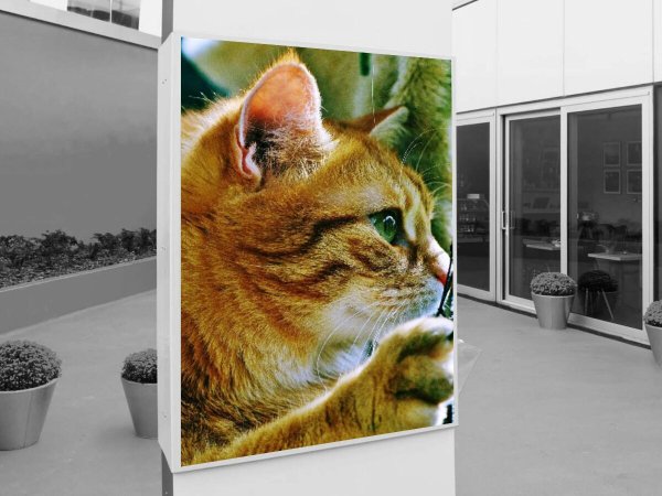 Постер коты 50х70 в тубусе