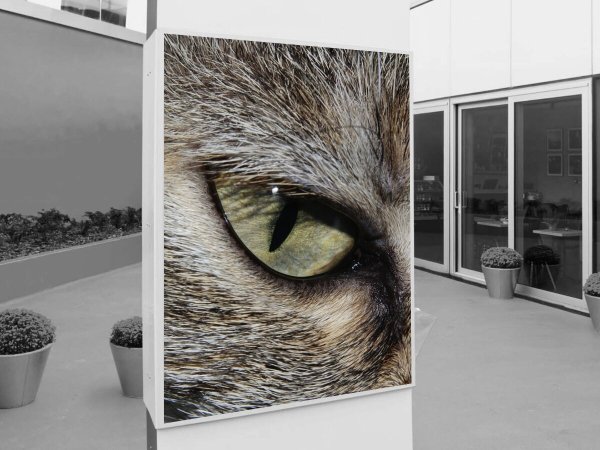 Постер в рамке кот