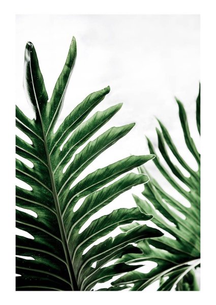 Тропические листья акварелью