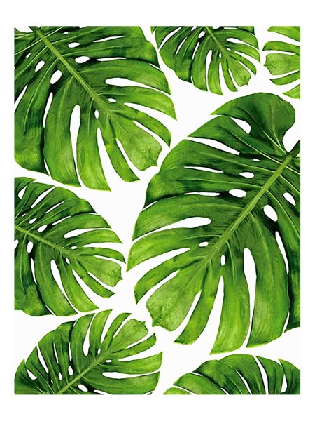 Монстера пинатипартита