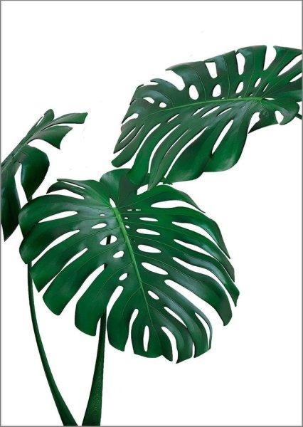 Tropical Leaf Prints, Banana, Monstera, Palm Leaf Prints, abstract Tropical leaves, Botanical Decor картины