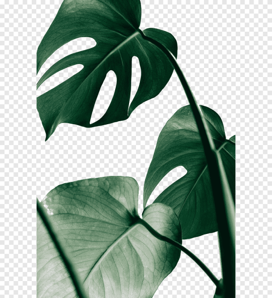 Тропические листья