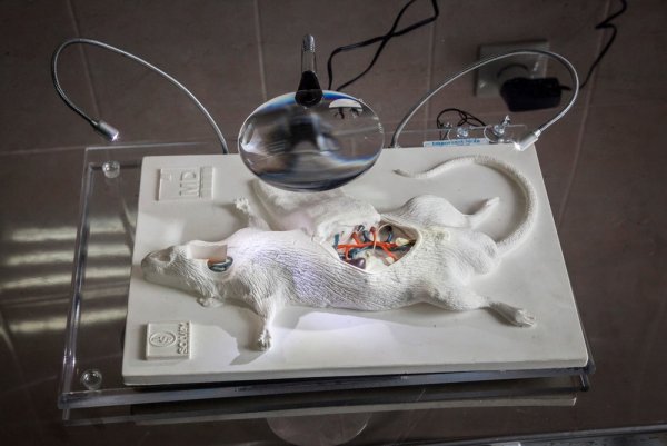 Химера маленькая фильм 2009