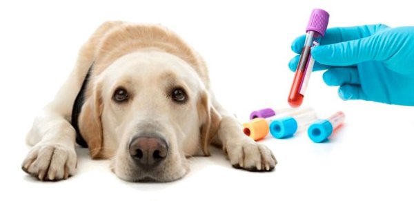 Эксперименты косметики на животных