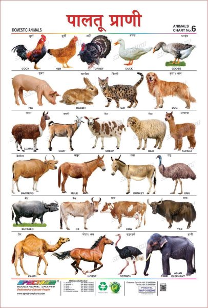 Подводные животные на английском