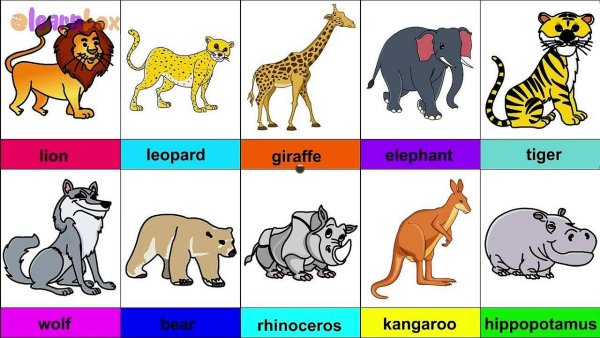 Домашние животные на английском