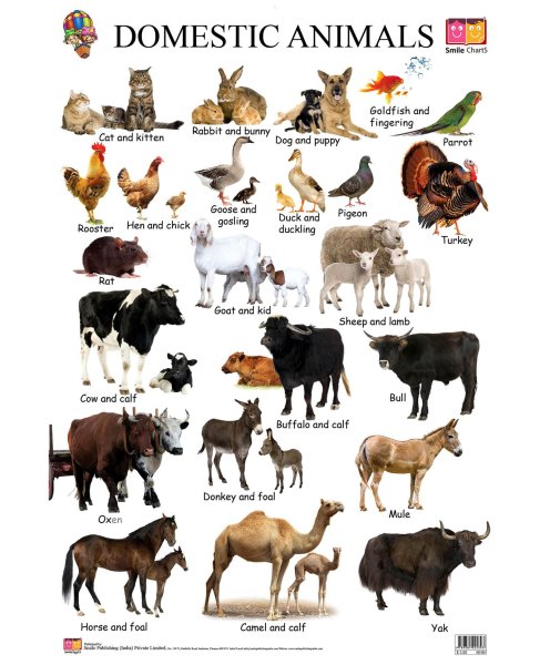 Животные на английском