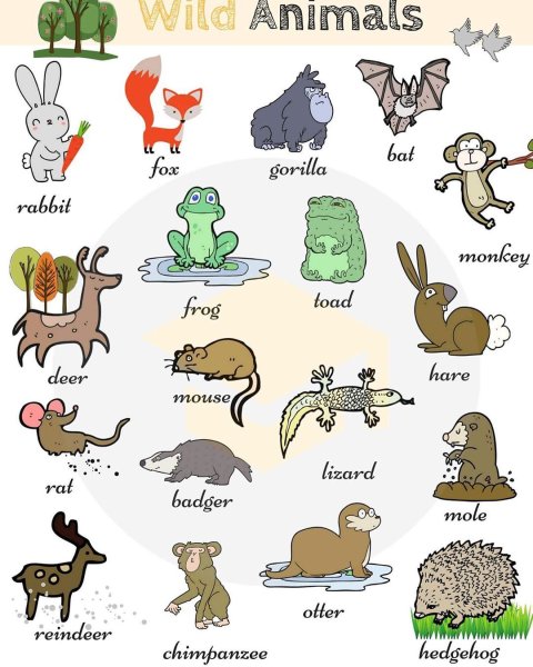 Flashcards животные