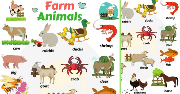 Animals Chart