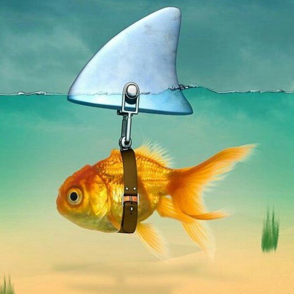 Золотая рыбка акварель