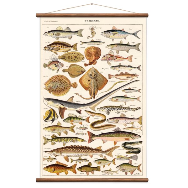 Постеры с изображением рыб