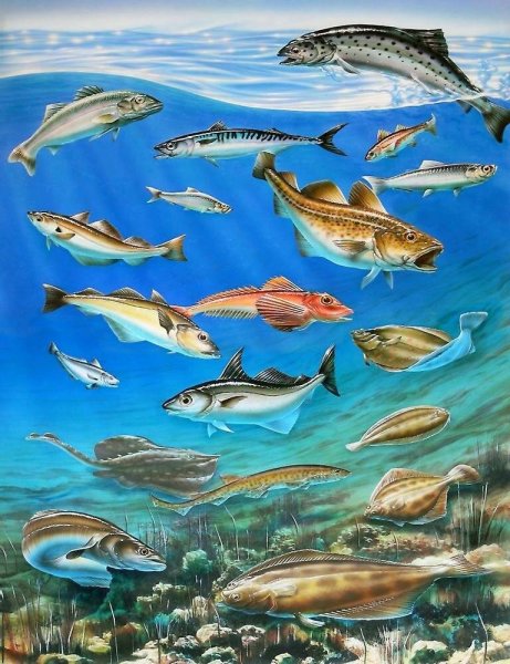 Рыбная тематика
