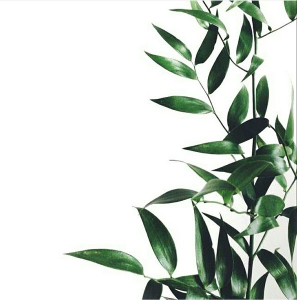 Диптих монстера