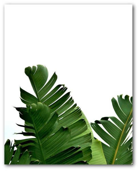 Тропическая зелень на белом фоне