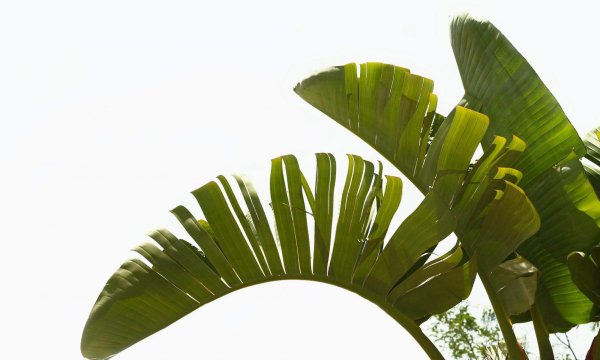 Монстера и папоротник