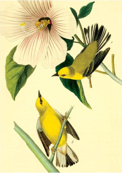 Постер Даринчи птицы