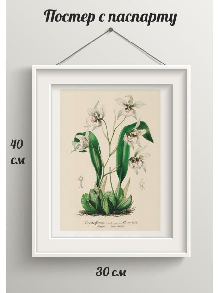 Каролинский попугай вымершие птицы