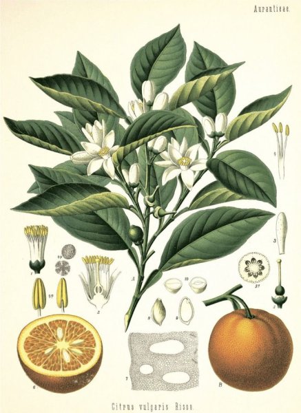 Плакат ботаника