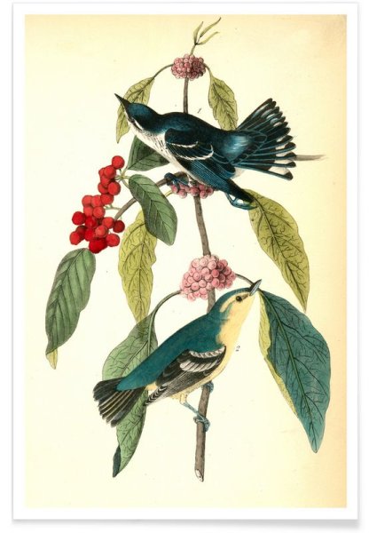 Мак папавер ботаника