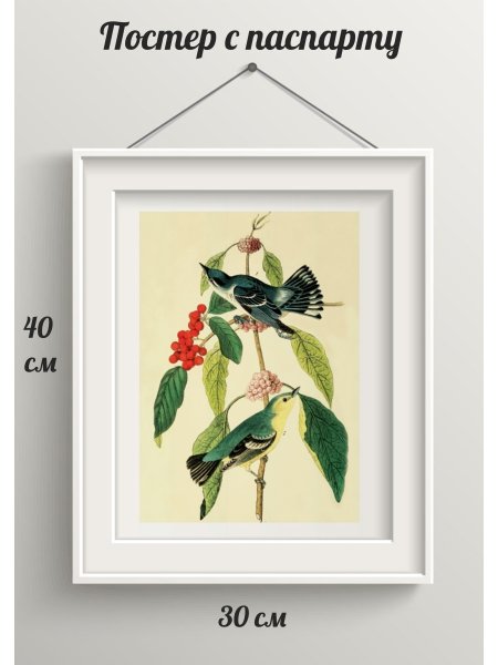 Померанец Ботаническая иллюстрация