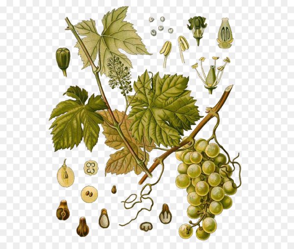 Плакат птицы Даринчи