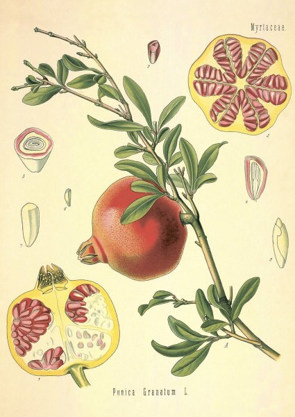 Постеры с птичками