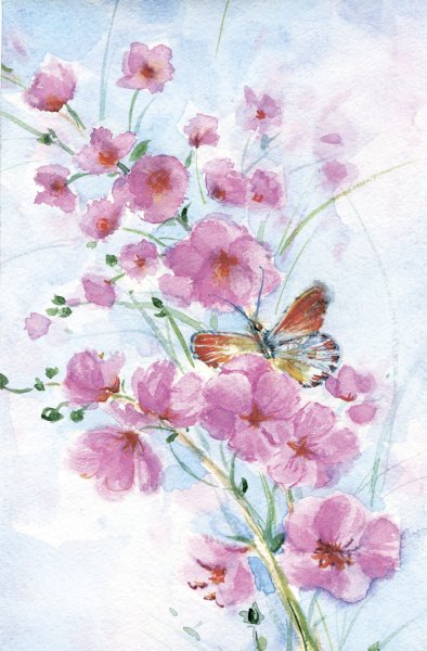 Cydonia oblonga Ботаническая иллюстрация