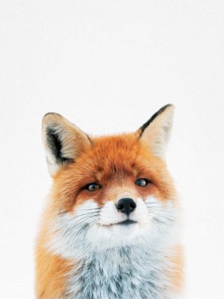 Красивые постеры с лисами