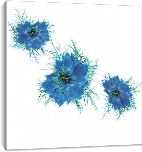 Принты васильки