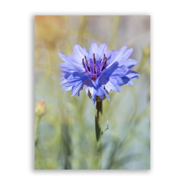 Васильковый цвет фон