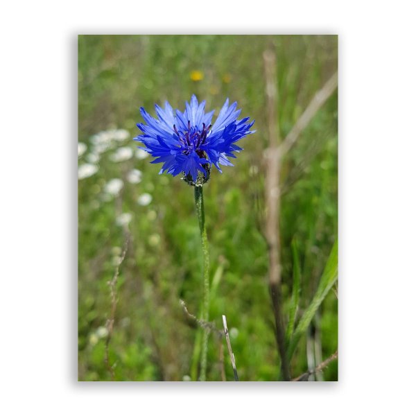 «Поле Васильков»