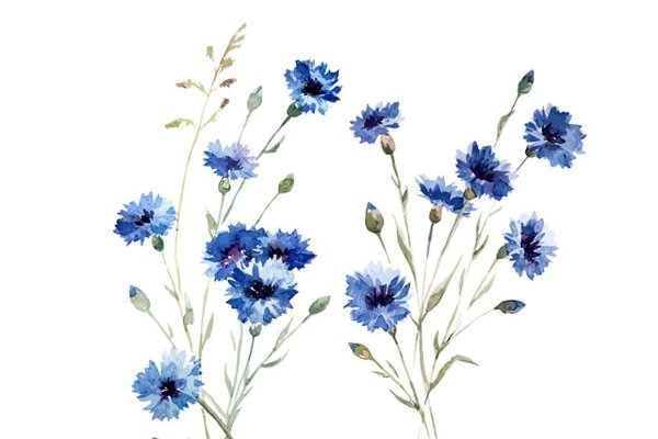 Стилизованные васильки