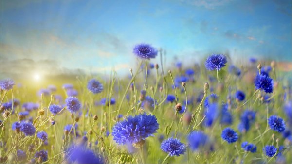 Васильки акрилом на холсте