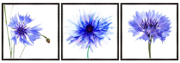 Полевые цветы красками