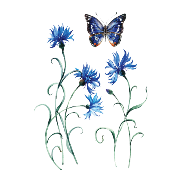 Разделители васильки на прозрачном фоне